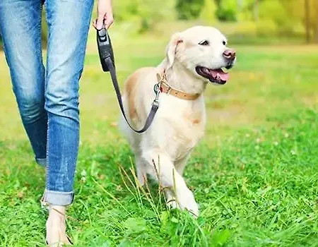 Casa Parkview - Relax & Chill - Perfect For Business Travel, Weekend Trip, Family&friends, Dogs Lover, Romance, Layover Or Longstay *